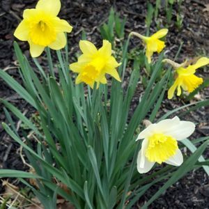 Meet your Posher, Patty